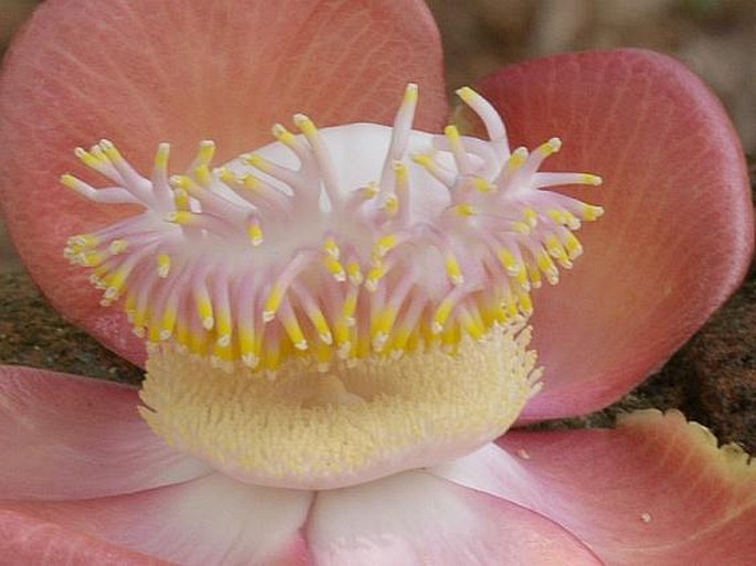 Couroupita guianensis