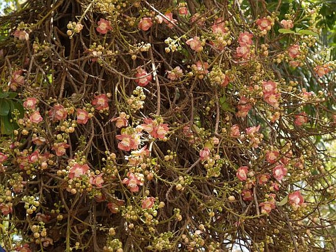 Couroupita guianensis