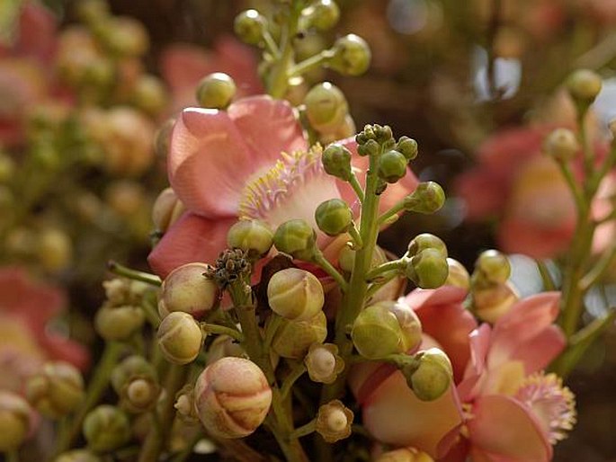 Couroupita guianensis