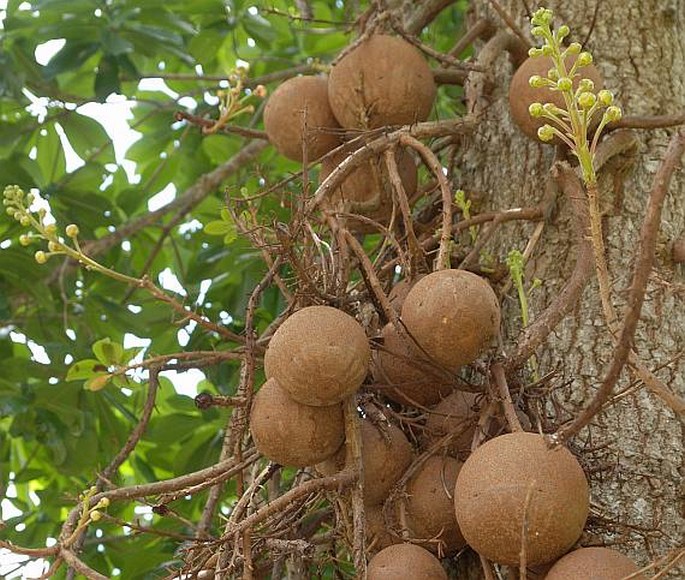 Couroupita guianensis