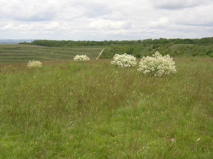 Crambe tataria