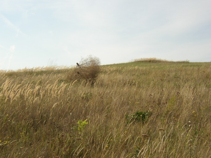 Crambe tataria