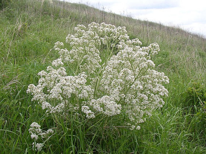 Crambe tataria