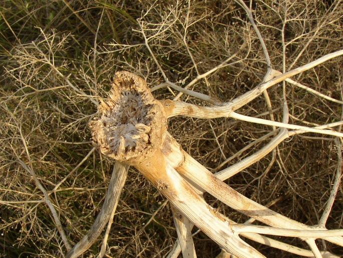 Crambe tataria