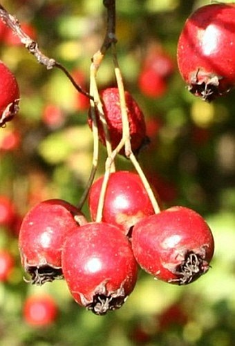 Crataegus praemonticola