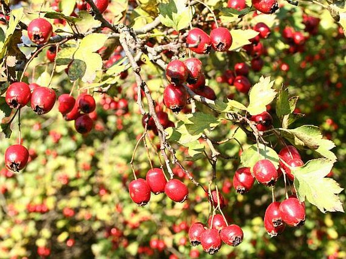 CRATAEGUS PRAEMONTICOLA Holub – hloh křivokališný / hloh krivokališný