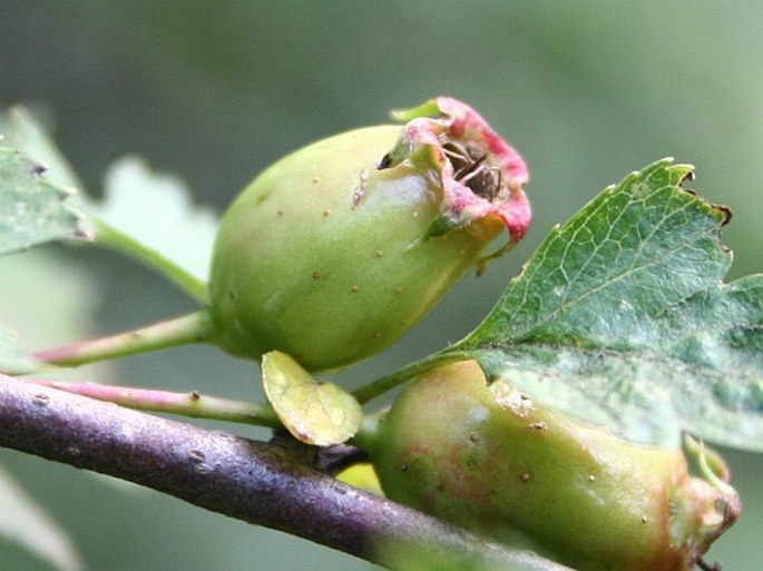 Crataegus praemonticola