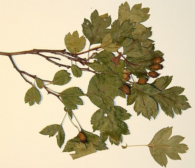 Crataegus praemonticola