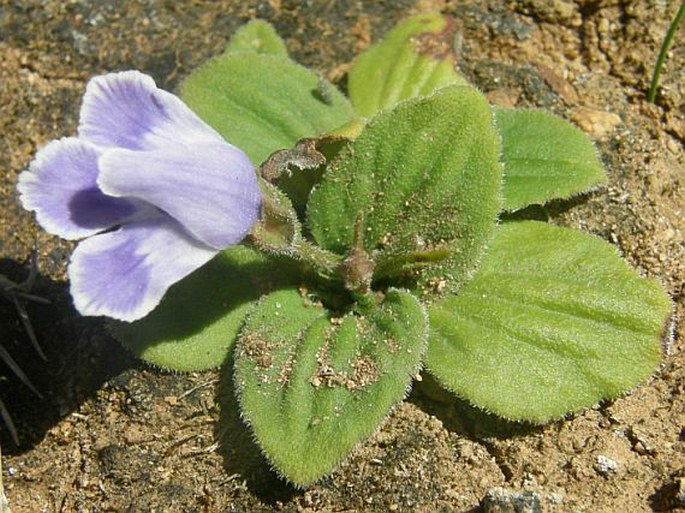 CRATEROSTIGMA PUMILUM Hochst.