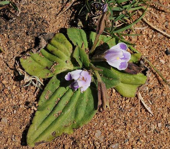 Craterostigma pumilum