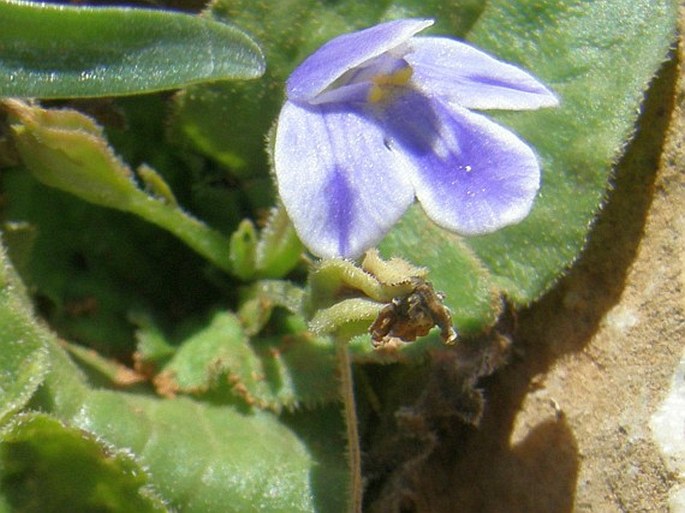 Craterostigma pumilum