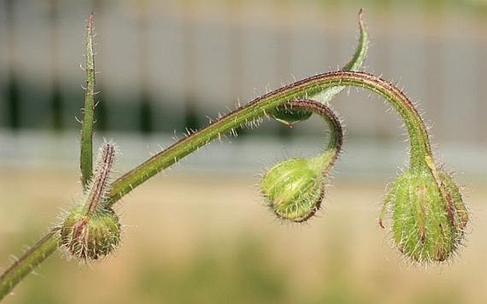 Crepis foetida subsp. rhoeadifolia