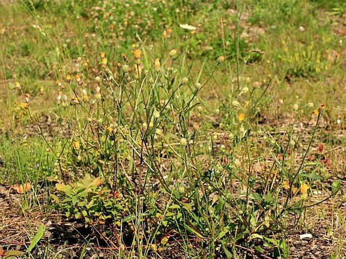 Crepis foetida subsp. rhoeadifolia