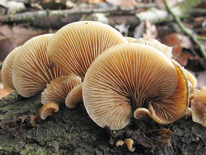 Crepidotus mollis