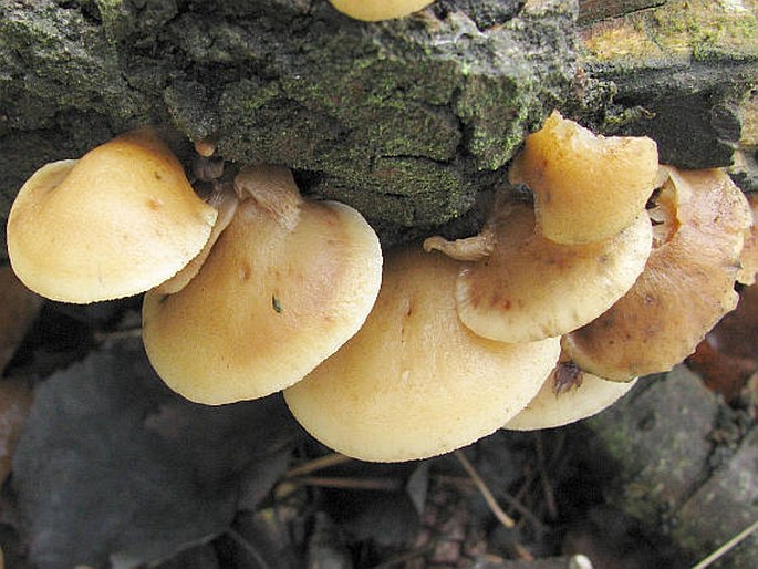 Crepidotus mollis