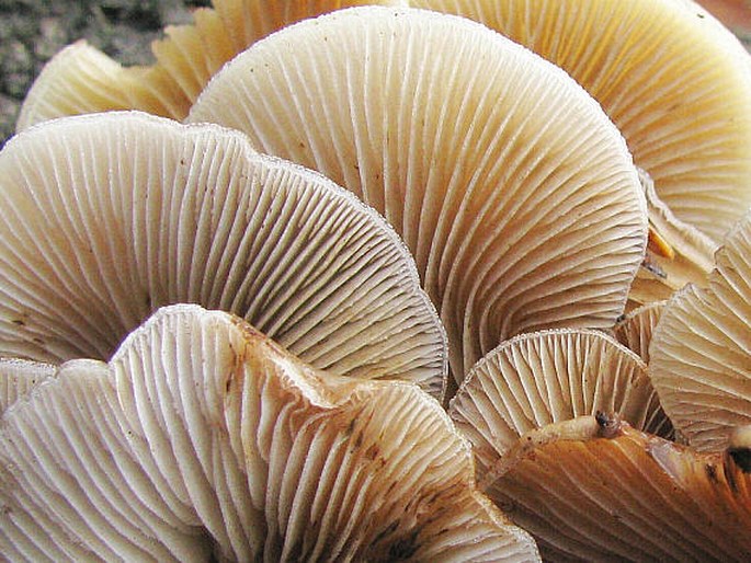 Crepidotus mollis