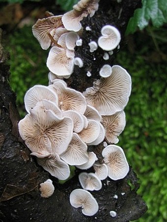 Crepidotus variabilis