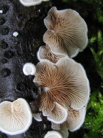 Crepidotus variabilis