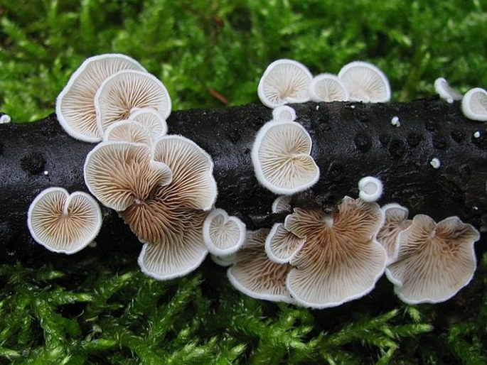 CREPIDOTUS VARIABILIS (Pers.) P. Kumm. - trepkovitka měnlivá / pahliva premenlivá