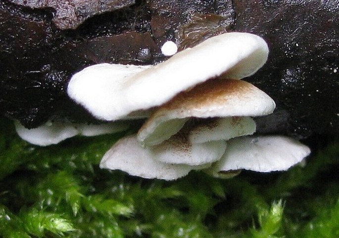 Crepidotus variabilis