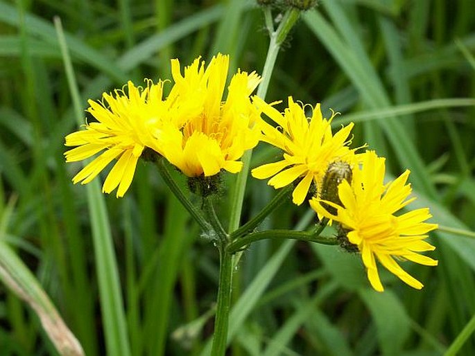 Crepis