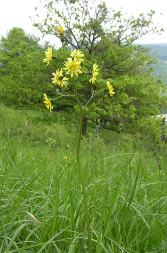 Crepis praemorsa