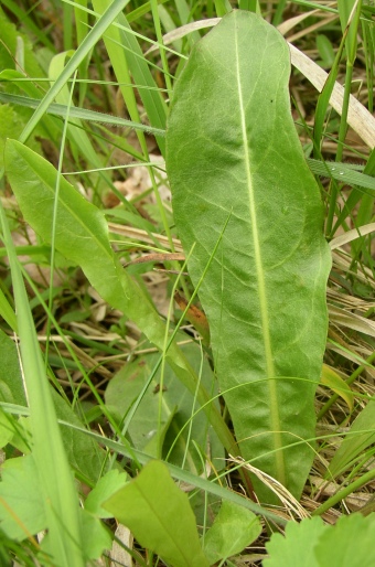 Crepis praemorsa