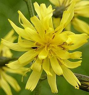 Crepis praemorsa