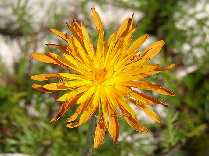 CREPIS AUREA (L.) Cass. – škarda