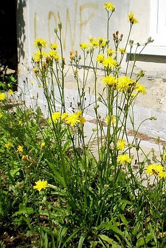 Crepis biennis