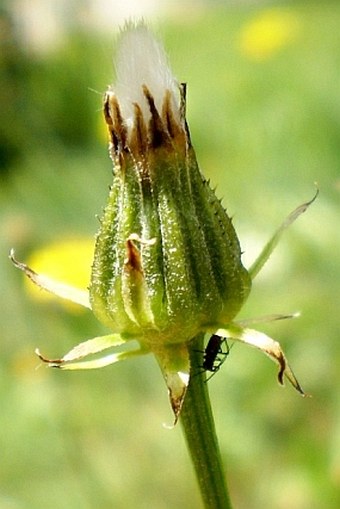 Crepis biennis