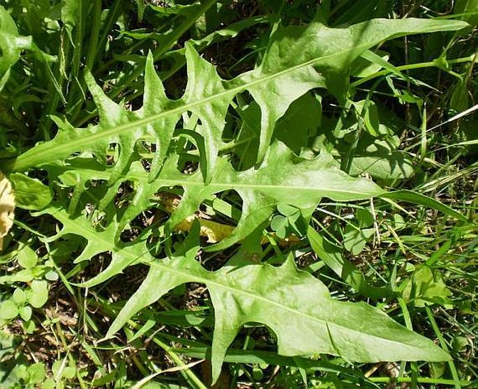 Crepis biennis