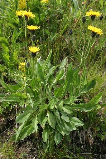 Crepis conyzifolia