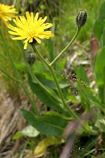 Crepis conyzifolia