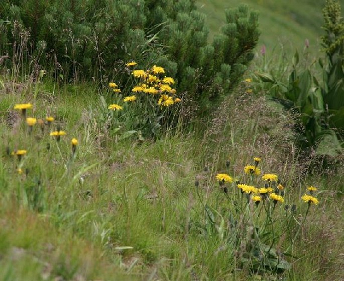 Crepis conyzifolia