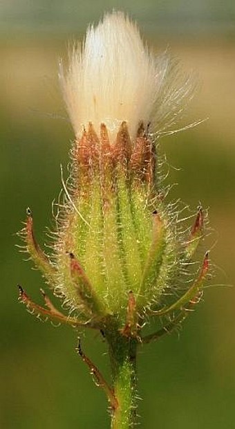 Crepis foetida subsp. rhoeadifolia