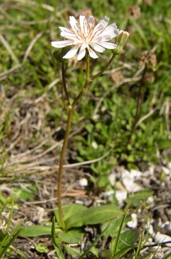 Crepis froelichiana dinarica