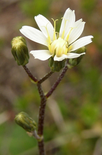 Crepis froelichiana dinarica