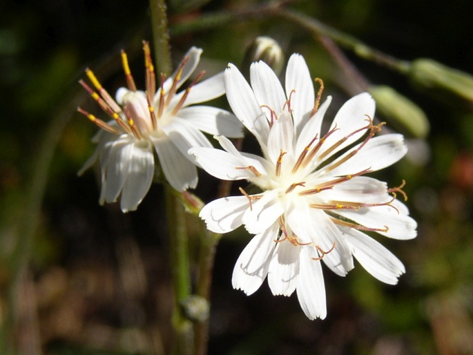 Crepis froelichiana dinarica