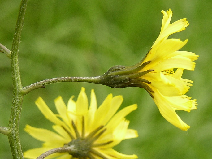 Crepis praemorsa