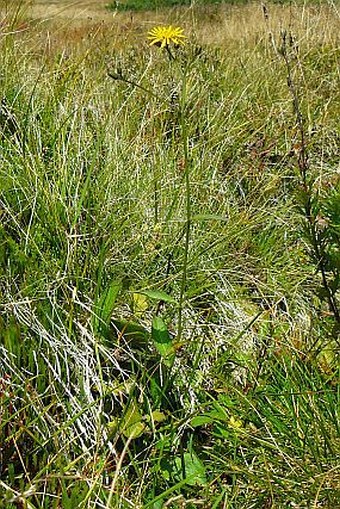 Crepis paludosa