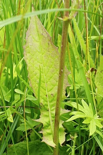 Crepis paludosa