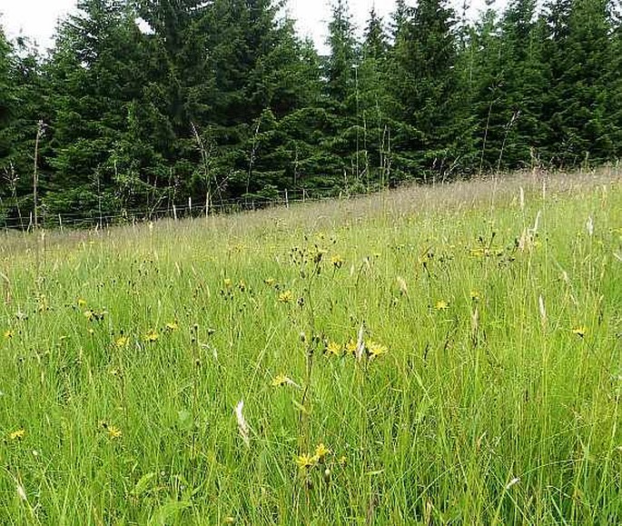 Crepis paludosa