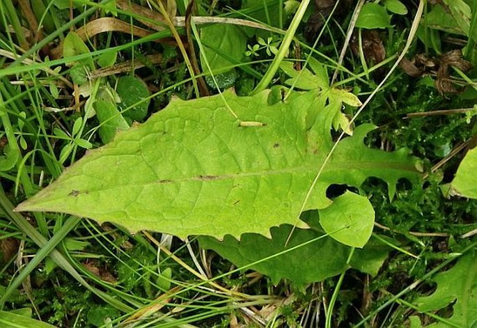 Crepis paludosa