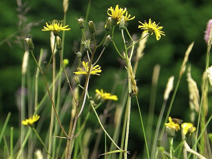 Crepis paludosa