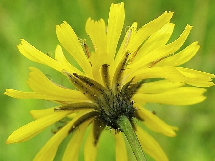 Crepis paludosa