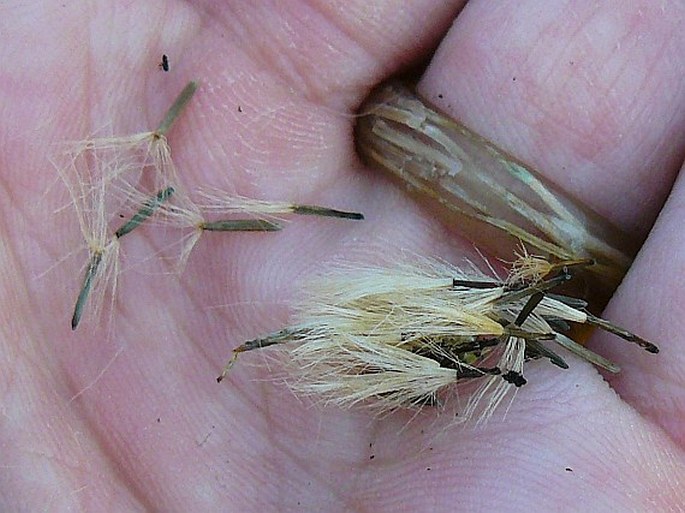 Crepis paludosa