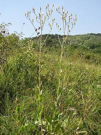 Crepis pannonica