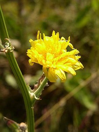 Crepis pannonica