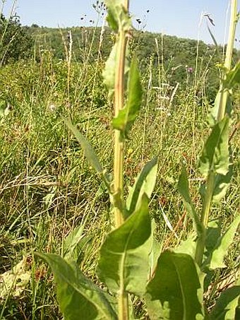 Crepis pannonica